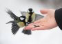 Экологическая акция "Покормите птиц зимой"